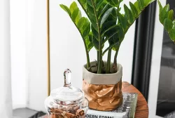 Cây kim tiền 25-30cm