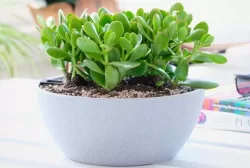 Cây ngọc bích 16cm 