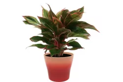 Cây phú quý 20-30cm ( chưa gồm chậu)