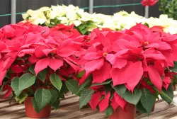 Cây trạng nguyên 50cm ( Chưa gồm chậu)