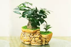 Cây kim ngân 20-30cm