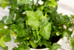 Cây thường xuân