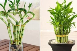 Cây phất dụ 20-25cm